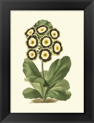 Framed Antique Primula III Print