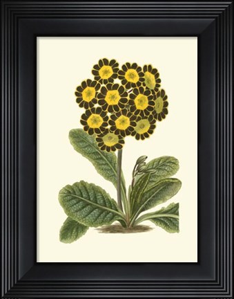 Framed Antique Primula IV Print