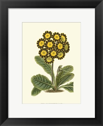 Framed Antique Primula IV Print