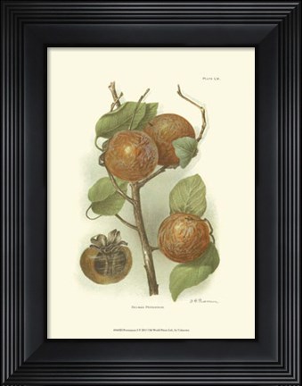 Framed Persimmon I Print
