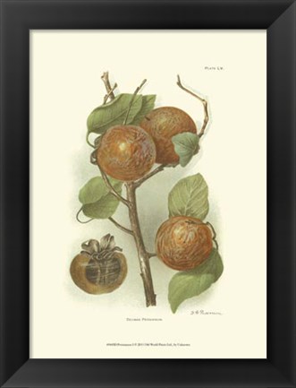 Framed Persimmon I Print
