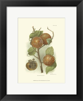Framed Persimmon I Print