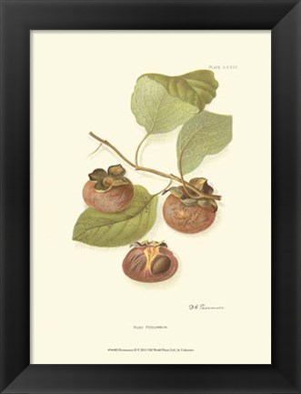 Framed Persimmon II Print