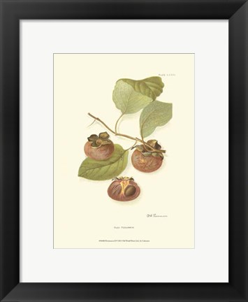 Framed Persimmon II Print