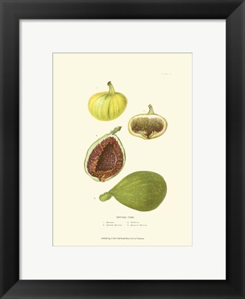 Framed Figs Print