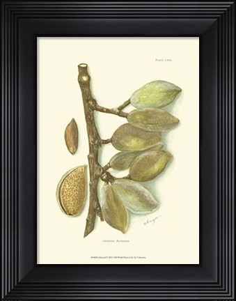 Framed Almond Print