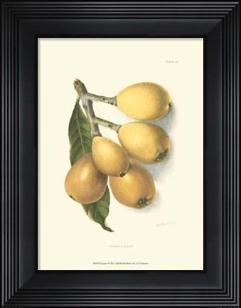 Framed Loquat Print