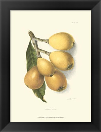 Framed Loquat Print