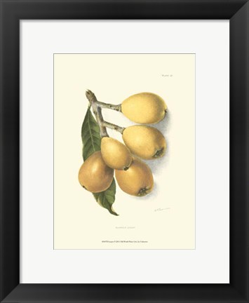 Framed Loquat Print