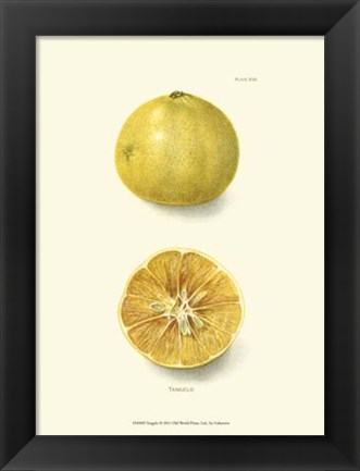 Framed Tangelo Print