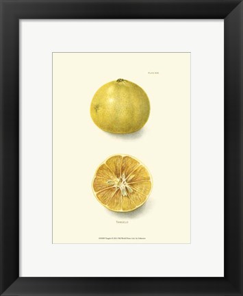 Framed Tangelo Print