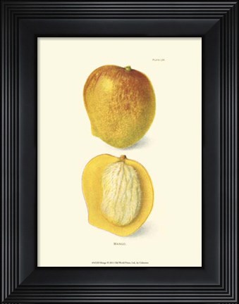 Framed Mango Print