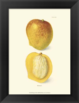 Framed Mango Print