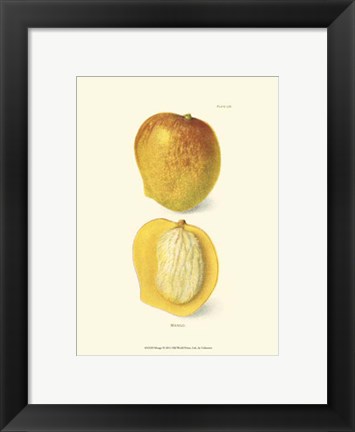 Framed Mango Print