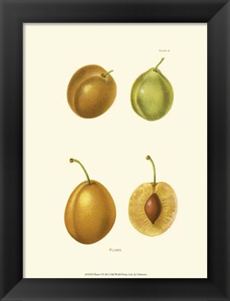 Framed Plums I Print