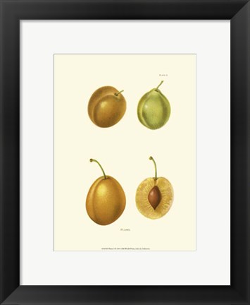 Framed Plums I Print