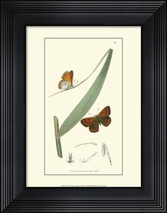 Framed Nature Study I Print