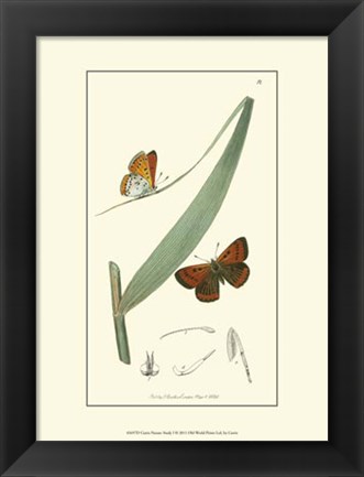 Framed Nature Study I Print