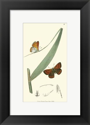 Framed Nature Study I Print
