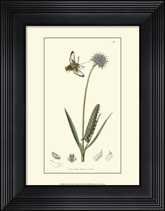 Framed Nature Study II Print