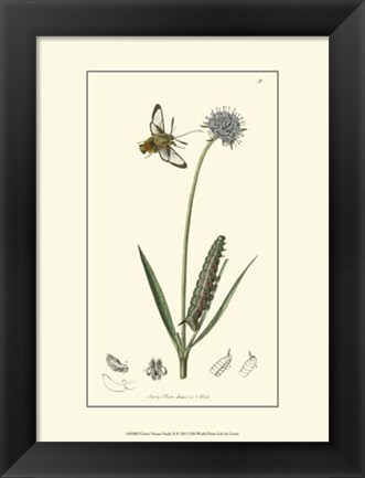 Framed Nature Study II Print