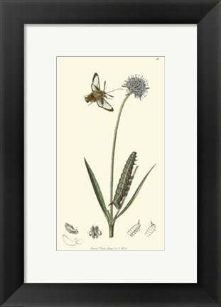 Framed Nature Study II Print