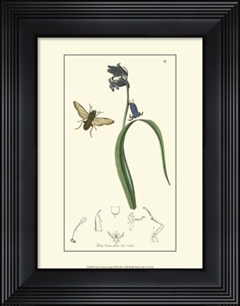 Framed Nature Study III Print