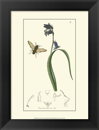 Framed Nature Study III Print