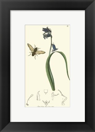 Framed Nature Study III Print