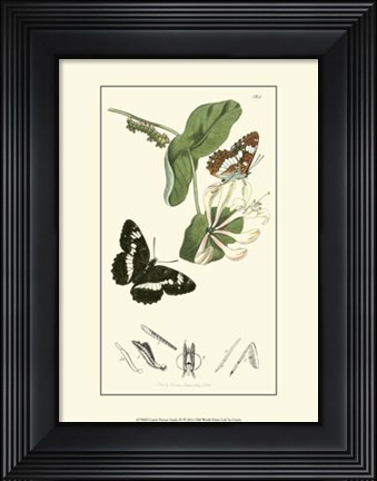 Framed Nature Study IV Print