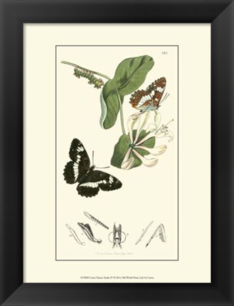 Framed Nature Study IV Print