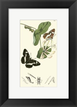 Framed Nature Study IV Print