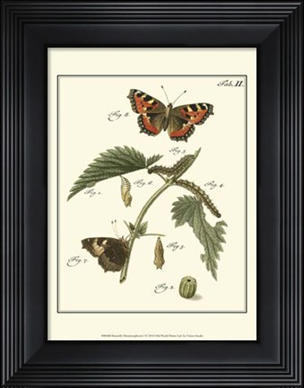Framed Butterfly Metamorphosis I Print