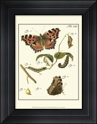 Framed Butterfly Metamorphosis II Print