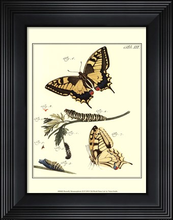 Framed Butterfly Metamorphosis III Print