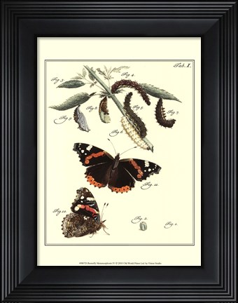 Framed Butterfly Metamorphosis IV Print