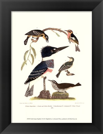 Framed Small Antique Kingfisher I Print