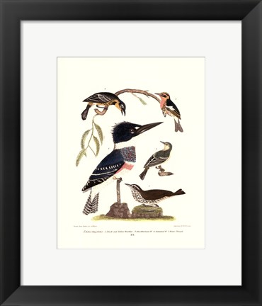 Framed Small Antique Kingfisher I Print