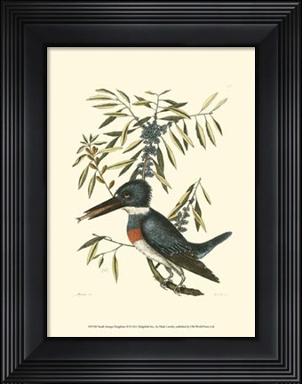 Framed Small Antique Kingfisher II Print