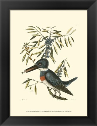 Framed Small Antique Kingfisher II Print