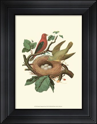 Framed Scarlet Tanager &amp; Nest Print