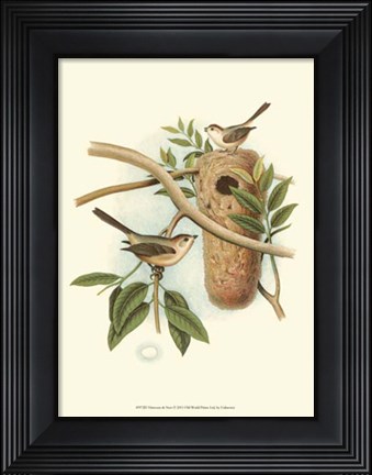 Framed Titmouse &amp; Nest Print