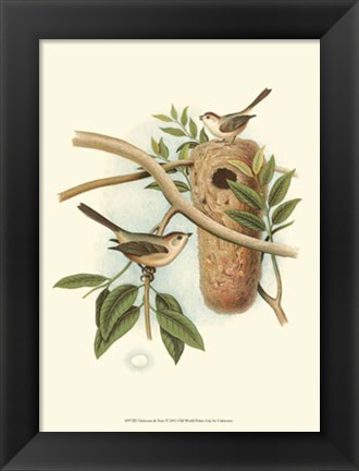 Framed Titmouse &amp; Nest Print