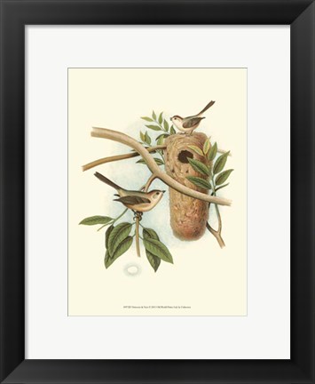 Framed Titmouse &amp; Nest Print