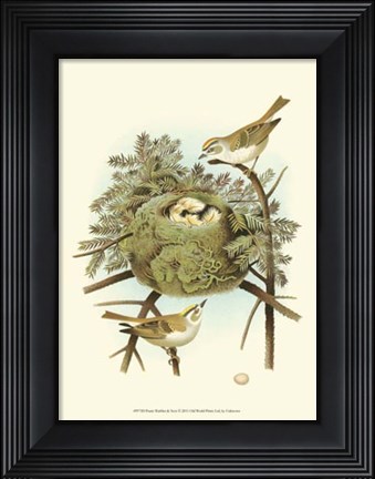 Framed Prairie Warbler &amp; Nest Print