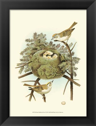 Framed Prairie Warbler &amp; Nest Print
