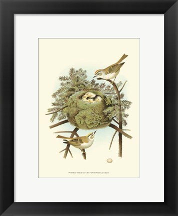 Framed Prairie Warbler &amp; Nest Print