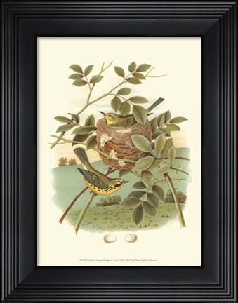 Framed Golden Crowned Kinglet &amp; Nest Print