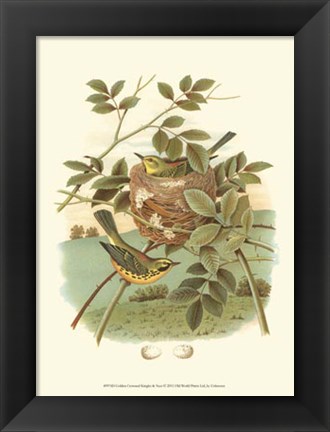 Framed Golden Crowned Kinglet &amp; Nest Print