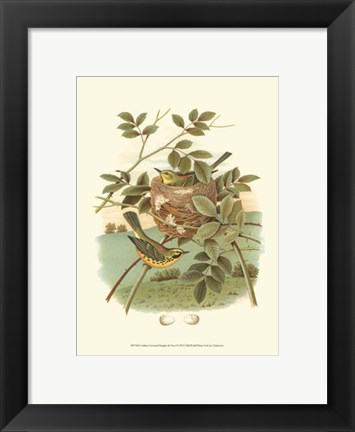 Framed Golden Crowned Kinglet &amp; Nest Print